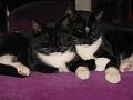 Spike & Zoey 4 november 2008 (4)